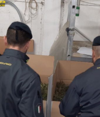 Sequestrate due tonnellate di marijuana a Bedizzole
