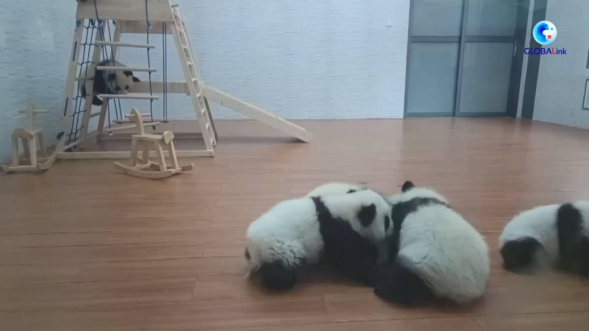 Cina: cuccioli di panda inviano auguri per la Festa di primavera