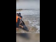 Delfino arenato salvato nel sud della Cina