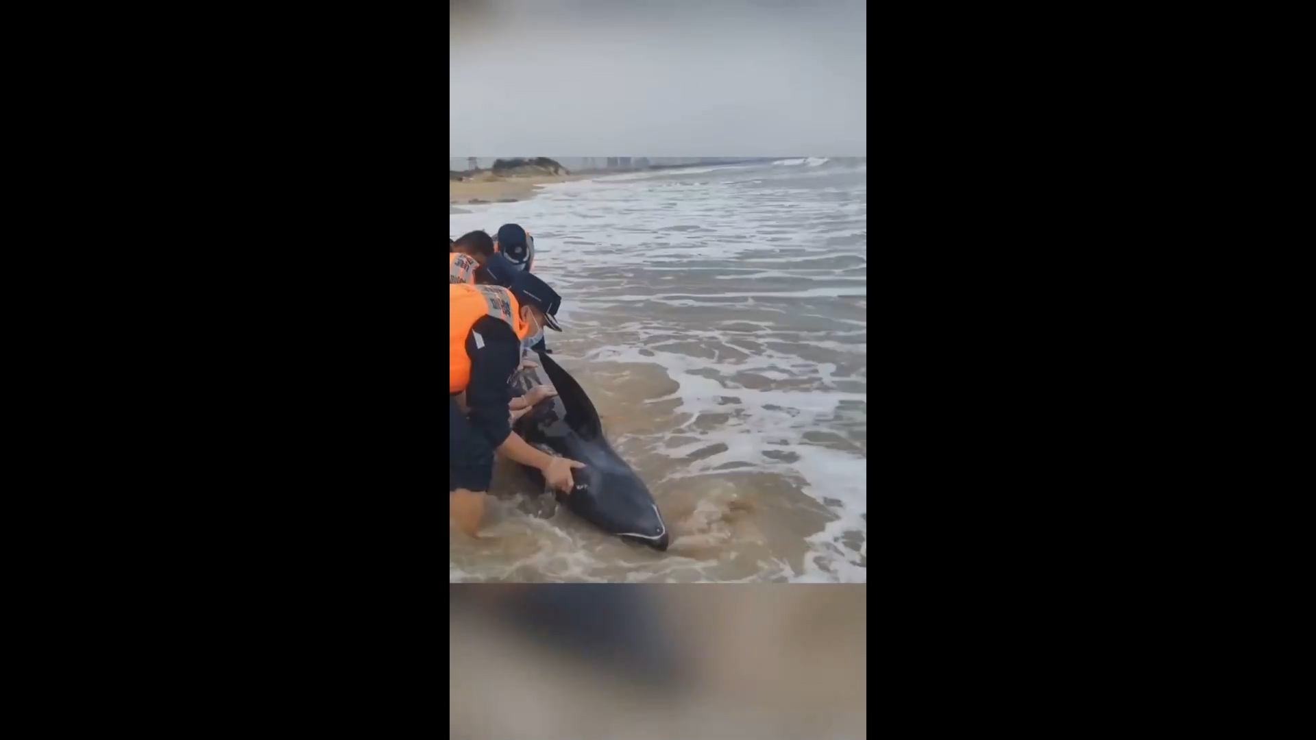 Delfino arenato salvato nel sud della Cina