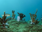 Cina: completato ripristino ecosistema corallino nella Baia di Yalong