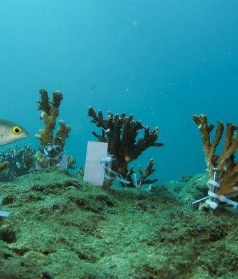 Cina: completato ripristino ecosistema corallino nella Baia di Yalong