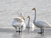 Cina: progressi nella protezione ecologica del Fiume Giallo