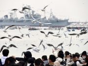 Persone ammirano gabbiani nello Shandong durante la Festa di primavera