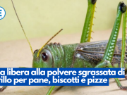 Via libera alla polvere sgrassata di grillo per pane, biscotti e pizze