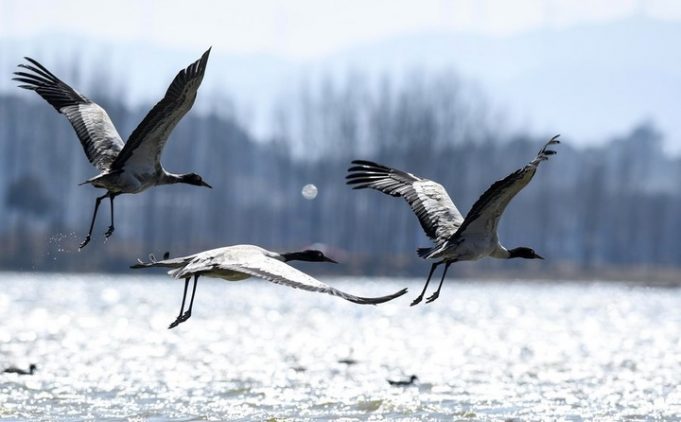 Cina: oltre 100 mila uccelli svernano nel Guizhou