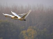 Cina: cigno migratore con collare identificativo avvistato nel Gansu