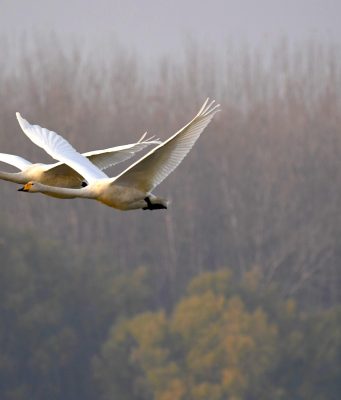 Cina: cigno migratore con collare identificativo avvistato nel Gansu