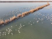 Cina: lago Hengshui, arrivano uccelli per la migrazione annuale