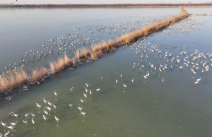 Cina: lago Hengshui, arrivano uccelli per la migrazione annuale