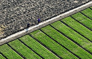 Cina: importati materiali per agricoltura da Paesi della Belt and Road