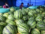 Cina: frutta e verdura entrano nella stagione del raccolto nell’Hainan