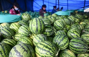 Cina: frutta e verdura entrano nella stagione del raccolto nell’Hainan
