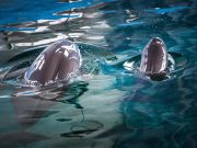 Cina: numero di focene senza pinne supera i 1.200 esemplari