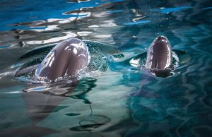 Cina: numero di focene senza pinne supera i 1.200 esemplari