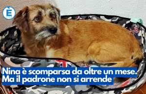 Nina è scomparsa da oltre un mese. Ma il padrone non si arrende