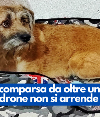 Nina è scomparsa da oltre un mese. Ma il padrone non si arrende
