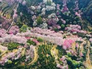 Cina: a marzo temperature insolitamente alte in gran parte del Paese