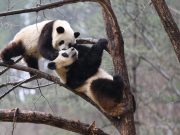 Cina: avvistato corteggiamento panda giganti selvatici nel sud-ovest