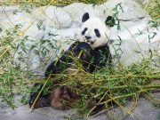 Spagna-Cina: i panda come ponte di amicizia