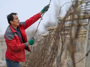 Cina: Xinjiang, vitigni “spuntano” dalla terra a Turpan