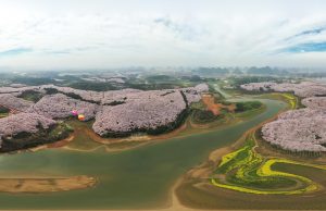 Cina: Guizhou, fioritura dei boccioli di ciliegio