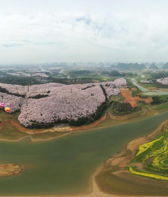 Cina: Guizhou, fioritura dei boccioli di ciliegio