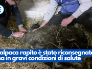 L’alpaca rapito è stato riconsegnato, ma in gravi condizioni di salute