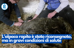 L’alpaca rapito è stato riconsegnato, ma in gravi condizioni di salute