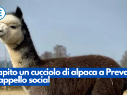 Rapito un cucciolo di alpaca a Prevalle. L’appello social