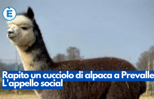 Rapito un cucciolo di alpaca a Prevalle. L’appello social