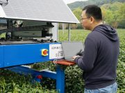 Cina: Zhejiang, robot raccoglie tè Longjing in una piantagione
