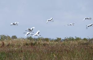 Cina: avvistate altre specie di uccelli nel Jiangsu