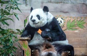 Cina: femmina di panda di 21 anni deceduta in Thailandia