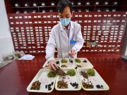 Cina: musei tematici aiutano promozione cultura medicina tradizionale
