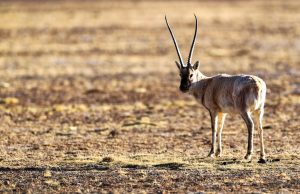 Cina: incontriamo animali selvatici nella Riserva naturale di Qiangtang