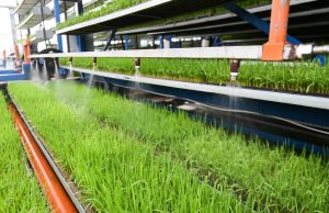 Cina: Sichuan, coltivazione intelligente del riso