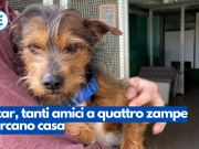 Atar, tanti amici a quattro zampe cercano casa