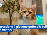 È bresciano il giovane gatto più bello del mondo