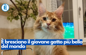 È bresciano il giovane gatto più bello del mondo