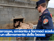 Carcasse, amianto e farmaci scaduti in un allevamento della bassa