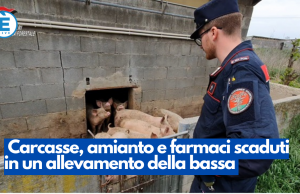 Carcasse, amianto e farmaci scaduti in un allevamento della bassa