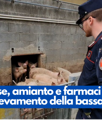 Carcasse, amianto e farmaci scaduti in un allevamento della bassa