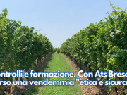 Controlli e formazione. Con Ats Brescia verso una vendemmia etica e sicura