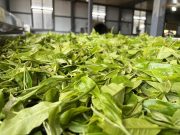 Cina: commercio estero prodotti agricoli, +6,4% nel primo semestre