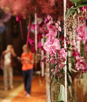 Belgio: al via Flowertime Festival a Bruxelles