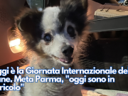 Oggi è la Giornata Internazionale del Cane. Meta Parma, “oggi sono in pericolo”