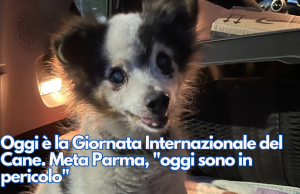 Oggi è la Giornata Internazionale del Cane. Meta Parma, “oggi sono in pericolo”
