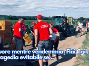 Muore mentre vendemmia. Flai Cgil, “tragedia evitabile se…”