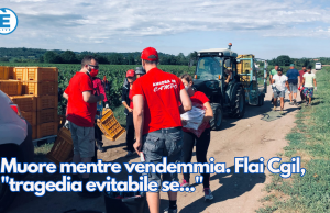Muore mentre vendemmia. Flai Cgil, “tragedia evitabile se…”